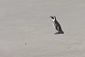 Images Dated 19th May 2011: African penguin or Black-footed penguin -Spheniscus demersus- at the Boulders Colony, Cape Town