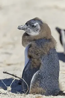 Sphenisciformes Prints: African penguin or Black-footed penguin -Spheniscus demersus