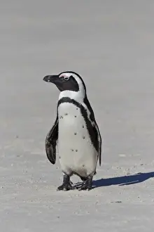 Penguin Prints: African penguin or Black-footed penguin -Spheniscus demersus- at the Boulders Colony