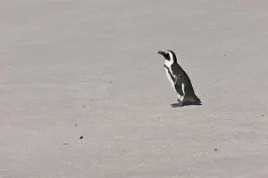 Penguin Prints: African penguin or Black-footed penguin -Spheniscus demersus- at the Boulders Colony