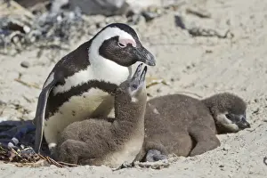 Sphenisciformes Prints: African penguin or Black-footed penguin -Spheniscus demersus- with chicks