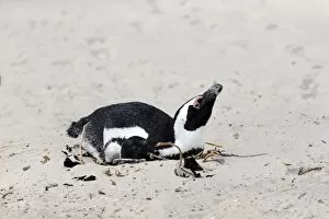Images Dated 24th December 2013: African Penguin or Jackass Penguin -Spheniscus demersus-, adult incubating eggs, Boulders Beach