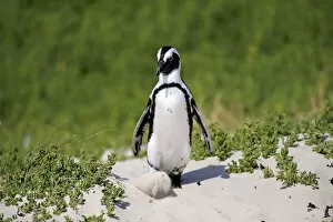 Images Dated 24th December 2013: African Penguin or Jackass Penguin -Spheniscus demersus-, adult in the breeding area
