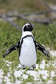 Images Dated 24th December 2013: African Penguin or Jackass Penguin -Spheniscus demersus-, adult with spread wings, Boulders Beach