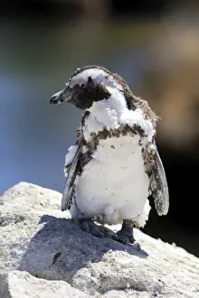 African Penguin or Jackass Penguin -Spheniscus demersus-, adult on rock, moulting, Bettys Bay, Western Cape, South Africa
