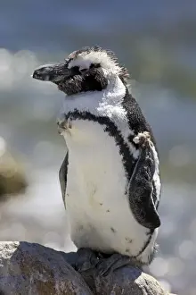 African Penguin or Jackass Penguin -Spheniscus demersus-, adult on rock, moulting, Bettys Bay, Western Cape, South Africa
