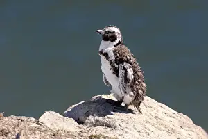 African Penguin or Jackass Penguin -Spheniscus demersus-, adult on rock, moulting, Bettys Bay, Western Cape, South Africa