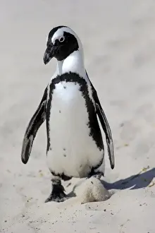 Simons Town Prints: African Penguin or Jackass Penguin -Spheniscus demersus