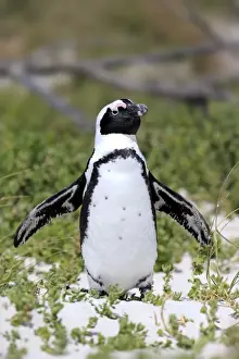 African Penguin or Jackass Penguin -Spheniscus demersus-, adult with spread wings, Boulders Beach, Simons Town, Western Cape, South Africa