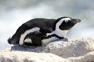 African Penguin -Spheniscus demersus-, adult resting on rock, Bettys Bay, Western Cape, South Africa