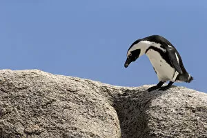 Images Dated 24th December 2013: African Penguin -Spheniscus demersus-, adult on rock, Boulders Beach, Simons Town, Western Cape