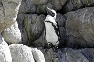 Images Dated 25th December 2013: African Penguin -Spheniscus demersus-, adult, rock, Bettys Bay, Western Cape, South Africa