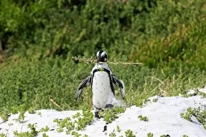 Images Dated 24th December 2013: African Penguin -Spheniscus demersus-, adult, running, Boulders Beach, Simons Town, Western Cape