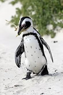 Images Dated 24th December 2013: African Penguin -Spheniscus demersus-, adult, running on the beach, Boulders Beach, Simons Town