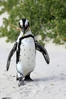 Images Dated 24th December 2013: African Penguin -Spheniscus demersus-, adult, running on the beach, Boulders Beach, Simons Town