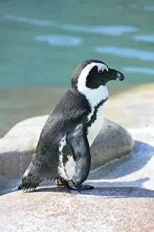 Images Dated 30th August 2014: African Penguin -Spheniscus demersus-, captive, Germany