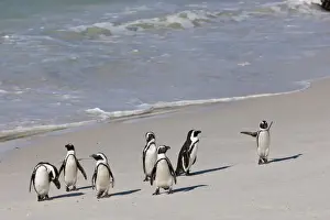 Penguin Prints: African penguins or Black-footed penguins -Spheniscus demersus- at the Boulders Colony