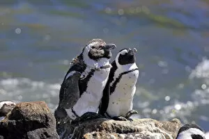 Images Dated 25th December 2013: African Penguins or Jackass Penguins -Spheniscus demersus-, pair on rocks, Bettys Bay