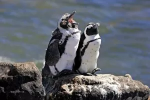 African Penguins or Jackass Penguins -Spheniscus demersus-, pair on rocks, yawning, Bettys Bay, Western Cape