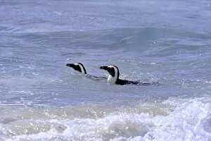 Images Dated 24th December 2013: African Penguins or Jackass Penguins -Spheniscus demersus-, pair in the water, Boulders Beach