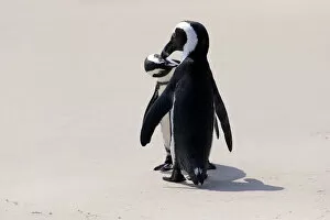 Images Dated 24th December 2013: African Penguins or Jackass Penguins -Spheniscus demersus-, pair on the beach, Boulders Beach