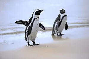 Images Dated 24th December 2013: African Penguins or Jackass Penguins -Spheniscus demersus-, pair on the beach, Boulders Beach