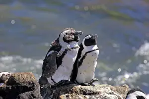 Penguin Prints: African Penguins or Jackass Penguins -Spheniscus demersus