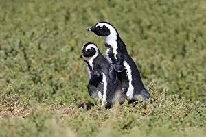 Simons Town Prints: African Penguins or Jackass Penguins -Spheniscus demersus
