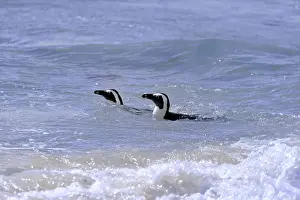 Simons Town Prints: African Penguins or Jackass Penguins -Spheniscus demersus