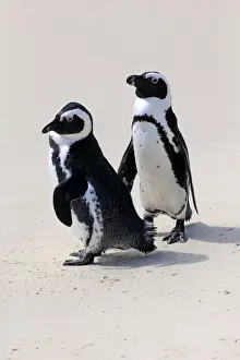 Simons Town Prints: African Penguins or Jackass Penguins -Spheniscus demersus