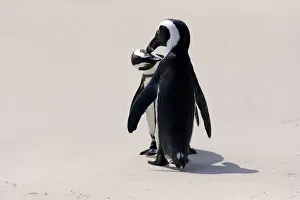 Simons Town Prints: African Penguins or Jackass Penguins -Spheniscus demersus