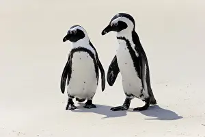 Simons Town Prints: African Penguins or Jackass Penguins -Spheniscus demersus