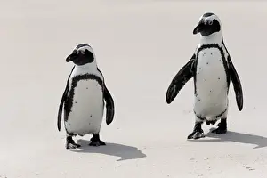 Simons Town Prints: African Penguins or Jackass Penguins -Spheniscus demersus