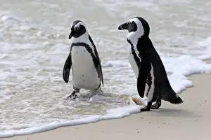 Simons Town Prints: African Penguins or Jackass Penguins -Spheniscus demersus