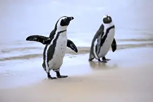 Simons Town Prints: African Penguins or Jackass Penguins -Spheniscus demersus