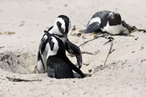 Images Dated 24th December 2013: African Penguins -Spheniscus demersus-, pair at nest hole, Boulders Beach, Simons Town