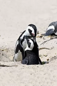 Images Dated 24th December 2013: African Penguins -Spheniscus demersus-, pair at nest hole, Boulders Beach, Simons Town