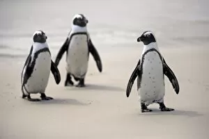 Images Dated 24th December 2013: African Penguins -Spheniscus demersus- on the beach, Boulders Beach, Simons Town, Western Cape
