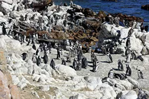 Safari Animals Gallery: African Penguins -Spheniscus demersus-, colony, Bettys Bay, Western Cape, South Africa