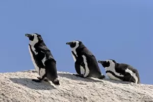 Images Dated 24th December 2013: African Penguins -Spheniscus demersus- on rocks, Boulders Beach, Simons Town, Western Cape