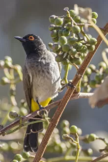Images Dated 21st May 2012: African red-eyed bulbul -Pycnonotus nigricans-, Etosha National Park, Namibia, Africa