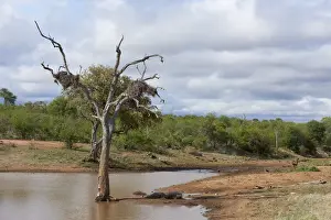 African safari landscape with animal water drinking hole, Mpumalanga, south Africa