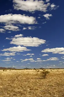 African savannah landscape, Madikwe Game Reserve, South Africa, Africa