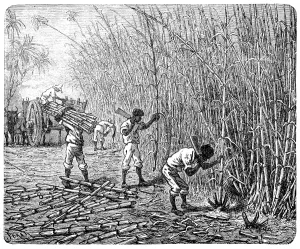 West Africa Prints: African slaves processing sugar cane