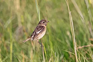 Images Dated 18th May 2012: African stonechat -Saxicola torquata-, female in field scenery, Burgenland, Austria, Europe