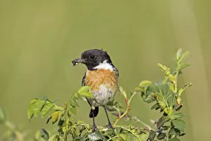 Images Dated 18th May 2012: African stonechat -Saxicola torquata-, male with a cross spider, Burgenland, Austria, Europe