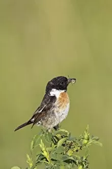 Foraging Gallery: African stonechat -Saxicola torquata-, male with a cross spider, Burgenland, Austria, Europe