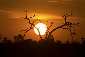Images Dated 27th March 2016: African sunset with a tree silhouette and large orange sun - Kruger National Park South Africa