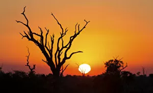 Images Dated 28th March 2016: African sunset with a tree silhouette and large orange sun - Kruger National Park, South Africa