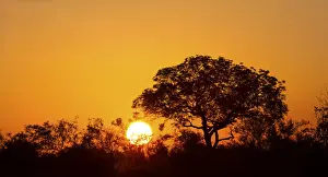 Bushes Prints: African sunset with a tree silhouette and the large orange sun - Kruger National Park South Africa
